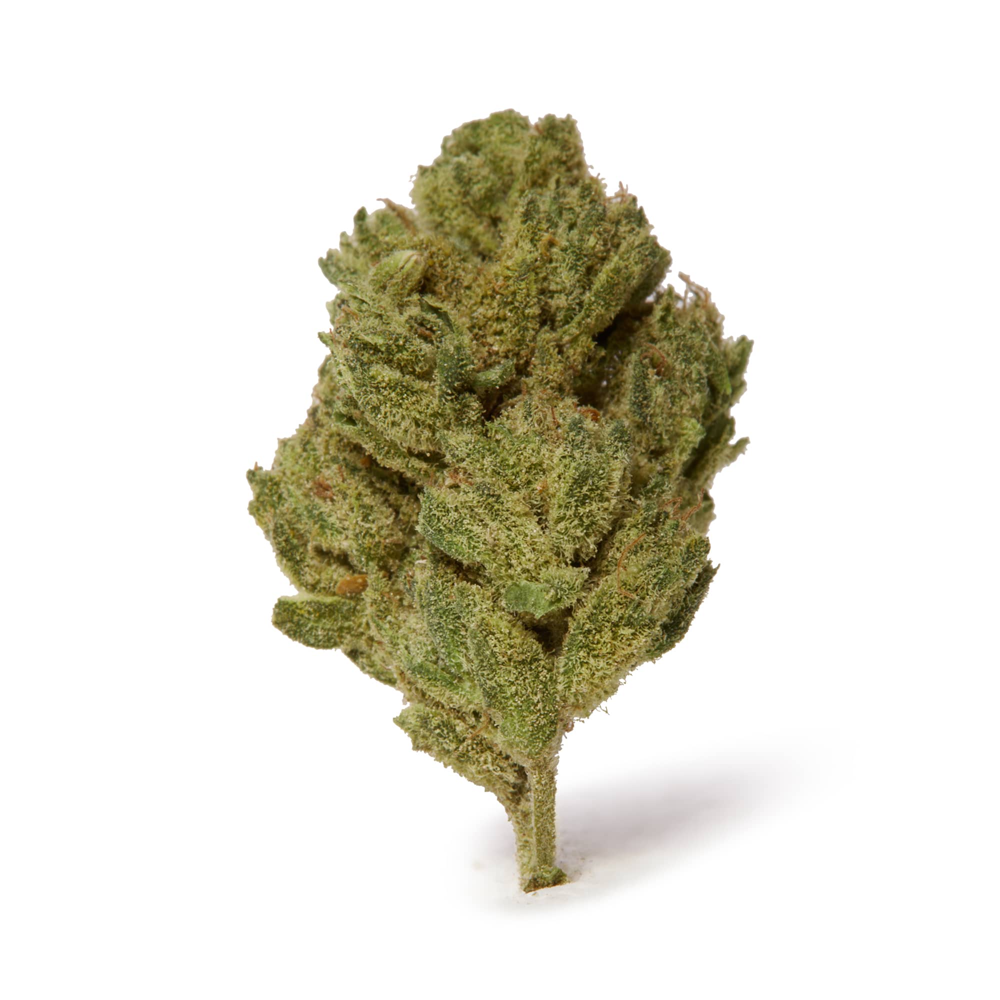 silver bud cbd